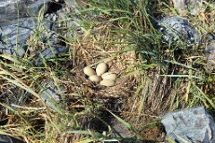 nest1477_eggs_nature_Somateria_molissima2014_0625_1159