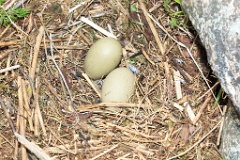 nest1495_eggs_nature_Somateria_molissima2014_0530_0813-2