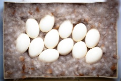 eggs_museum_Tadorna_ferruginea201009161514