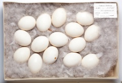 eggs_museum_Tadorna_tadorna201009161510