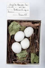 eggs_museum_Accipiter_brevipes201009171340