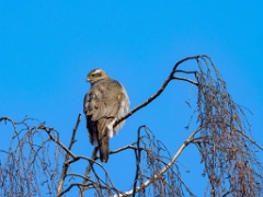 0_Accipiter_gentilis_2018_0225_1010