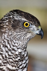 Accipiter_gentilis200610161252