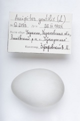 eggs_apart_Accipiter_gentilis201009171349