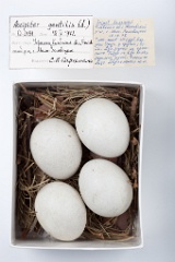 eggs_museum_Accipiter_gentilis201009171352