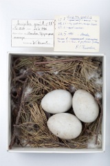 eggs_museum_Accipiter_gentilis201009171354