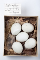 eggs_museum_Accipiter_gentilis201009171357