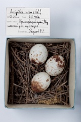 eggs_museum_Accipiter_nisus201009171328