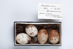 eggs_museum_Accipiter_nisus201009171334