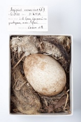 eggs_museum_Aegypius_monachus201009171210