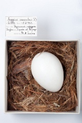 eggs_museum_Aegypius_monachus201009171249