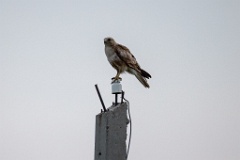 Buteo_buteo_vulpinus_2024_0604_1955-3