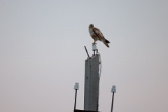 Buteo_japonicus_2024_0604_1955-4