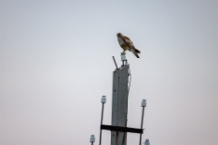 Buteo_japonicus_2024_0604_1955