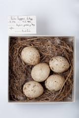 eggs_museum_Buteo_lagopus201009171502