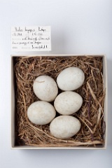 eggs_museum_Buteo_lagopus201009171509