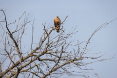 Buteo_rufinus_2024_0418_1000