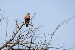 Buteo_rufinus_2024_0418_1001