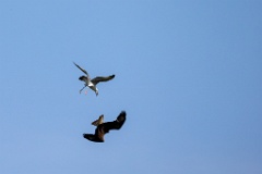 Buteo_rufinus_2024_0420_1403-8