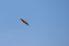 Buteo_rufinus_2024_0420_1403-9