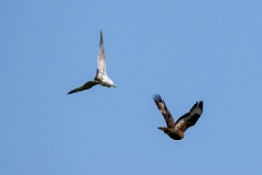 Buteo_rufinus_2024_0420_1403