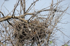 nest240418_Buteo_rufinus_2024_0418_0953