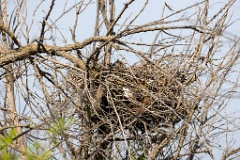 nest240418_Buteo_rufinus_2024_0418_0954
