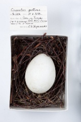 eggs_museum_Circaetus_gallicus201009171147