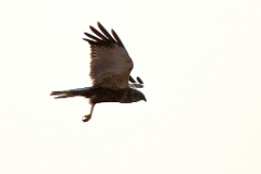 0_birds_flying_Circus_aeruginosus_2014_0420_1916