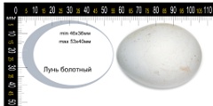 collection_eggs_Circus_aeruginosus201009271444