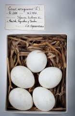eggs_museum_Circus_aeruginosus201009171314