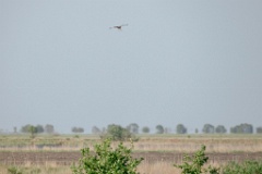 Circus_cyaneus_2024_0604_1809-10