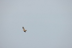 Circus_cyaneus_2024_0604_1809-6