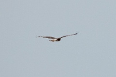 Circus_cyaneus_2024_0604_1809-8