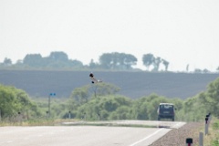 Circus_melanoleucos_2024_0604_1734