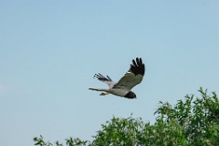 Circus_melanoleucos_2024_0604_1736-10