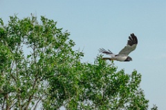 Circus_melanoleucos_2024_0604_1736-11