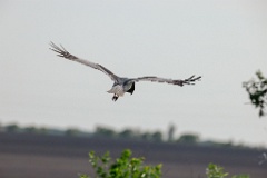 Circus_melanoleucos_2024_0604_1736-12