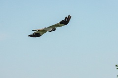 Circus_melanoleucos_2024_0604_1736-7