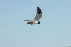 Circus_melanoleucos_2024_0604_1736-8