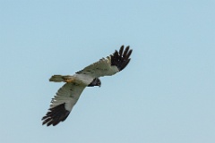 Circus_melanoleucos_2024_0604_1736-9