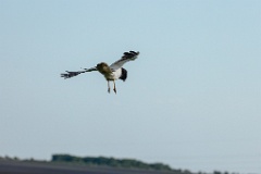 Circus_melanoleucos_2024_0604_1736