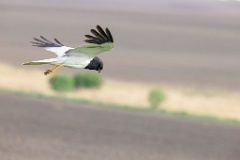 Circus_melanoleucos_2024_0604_1737-17