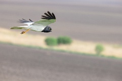 Circus_melanoleucos_2024_0604_1737-18