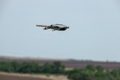 Circus_melanoleucos_2024_0604_1737-19