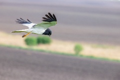 Circus_melanoleucos_2024_0604_1737-2