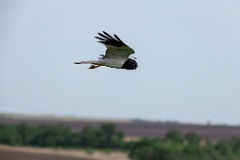 Circus_melanoleucos_2024_0604_1737-20