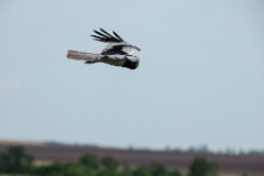 Circus_melanoleucos_2024_0604_1737-22