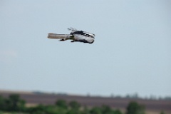 Circus_melanoleucos_2024_0604_1737-23