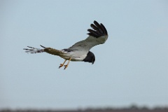 Circus_melanoleucos_2024_0604_1737-27